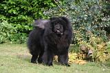 CHOW CHOW 783